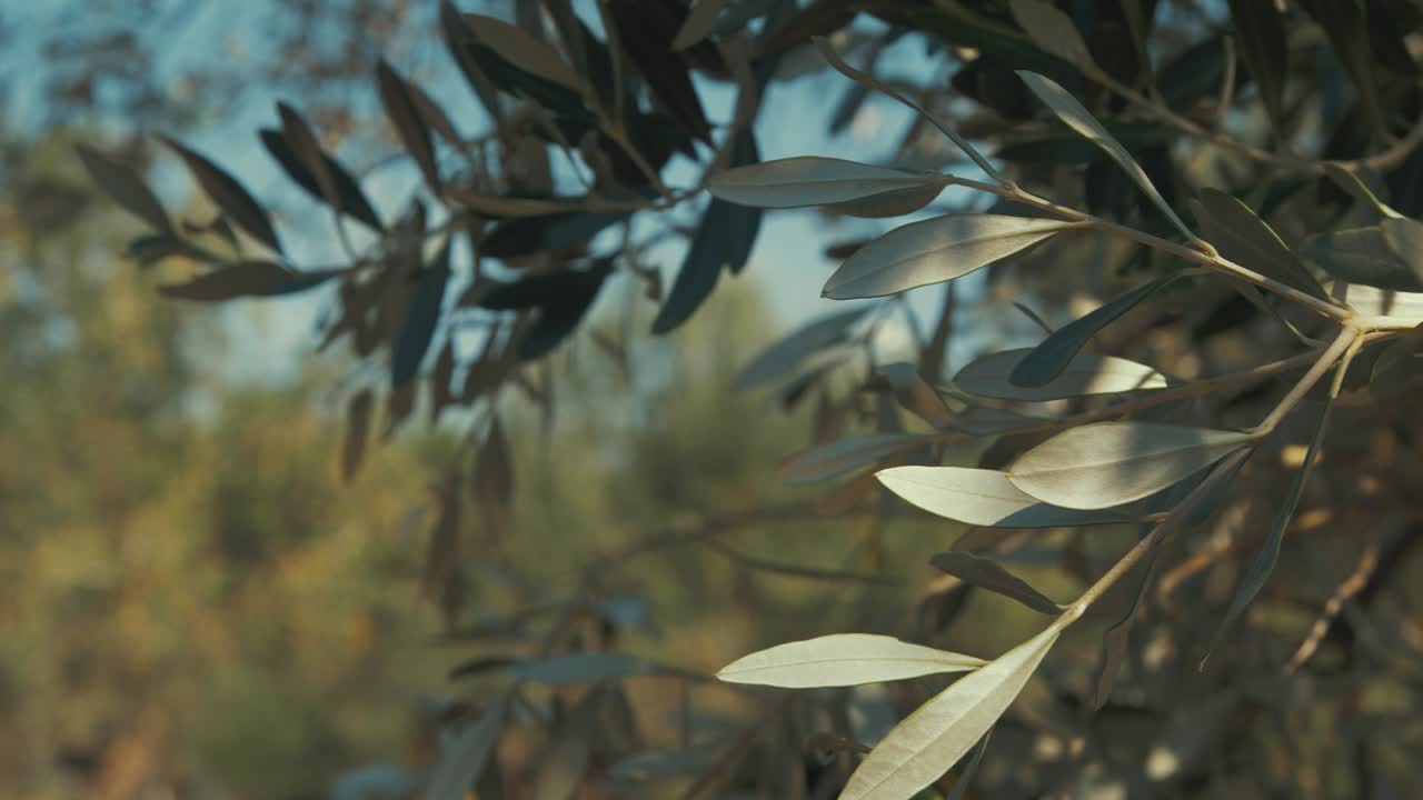 Foglie di ulivi mosse dal vento