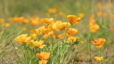 Amapolas-Naranjas-Meciéndose-En-El-Suave-Viento-En-Arizona-En-Primavera