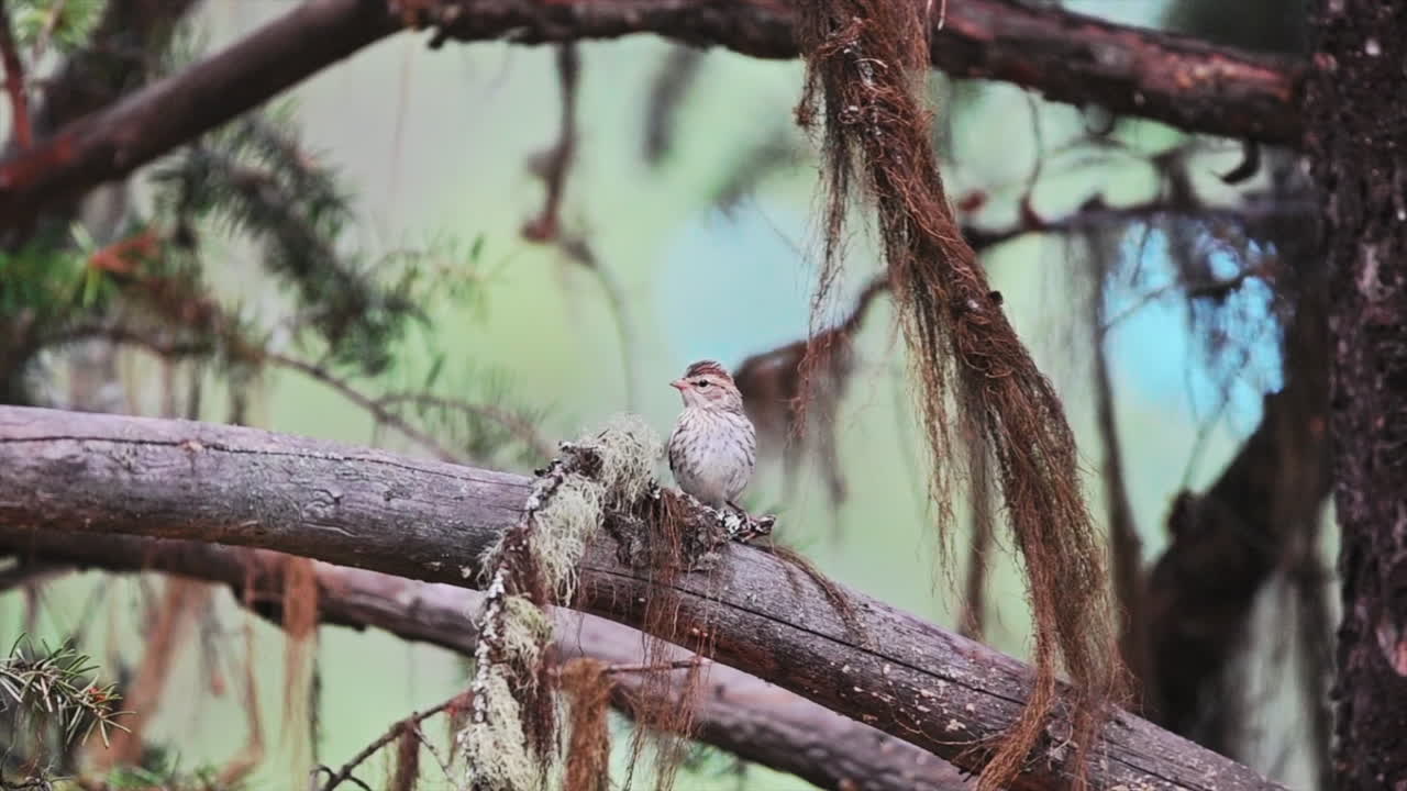 un gorrión chirria mientras se encuentra en una rama cubierta de musgo en un bosque exuberante