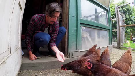 farmer feeding hen in the hen house 4k