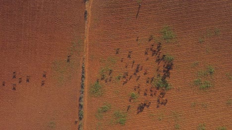 Top-down-Aerial-drone-shot-of-herd-of-goats-grazing-in-an-empty-farm-field-with-red-soil-in-India