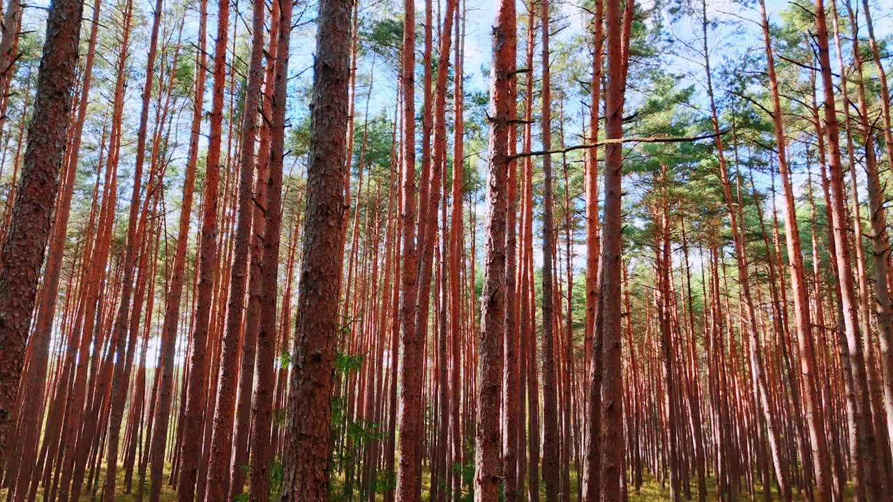 Dense pine forest trunks. Tall straight pine trunks forming a dense forest under clear daylight