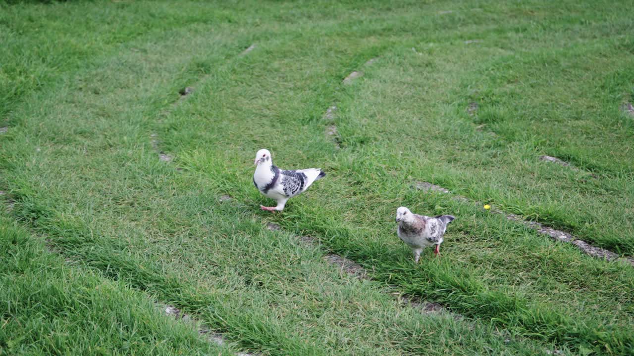 어떤 비둘기 들 은 들판 에서 먹이 를 찾는다