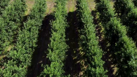 Flying-very-low-over-the-tree-tops-of-an-apple-orchard