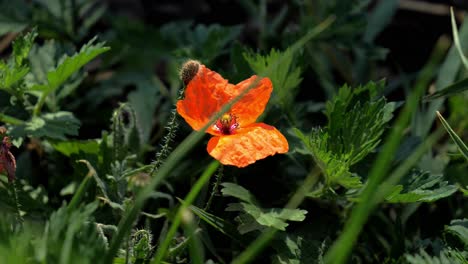 hermosa flor de poopy rojo salvaje balanceándose suavemente en el viento