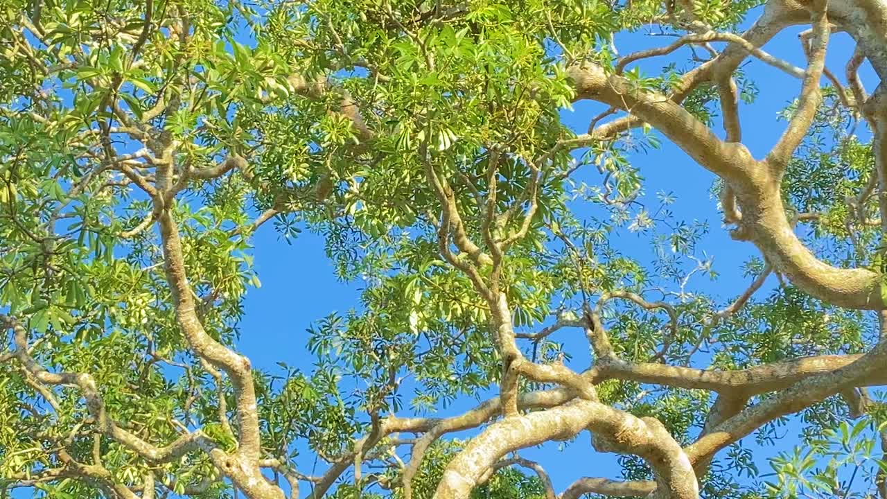 ⁇ 은 하늘을 따라 날아다니는 독수리 나무 가지에 숨어, 방글라데시, 추적  ⁇