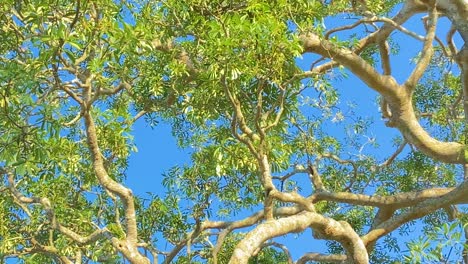 vulture fly against clear sky hiding on tree branches, bangladesh, tracking shot