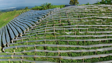 aerial drone view of tomato crops