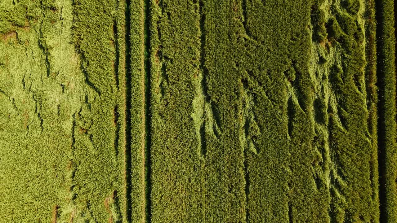 Tight Top down crop showing parallel and crossing tractor paths in green grain field