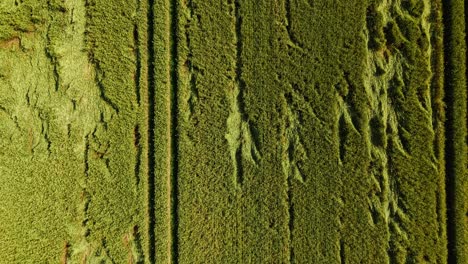 tight top down crop showing parallel and crossing tractor paths in green grain field