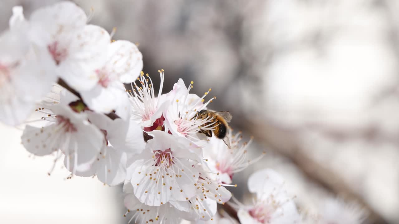 Bee pollinating apricot blossoms in spring