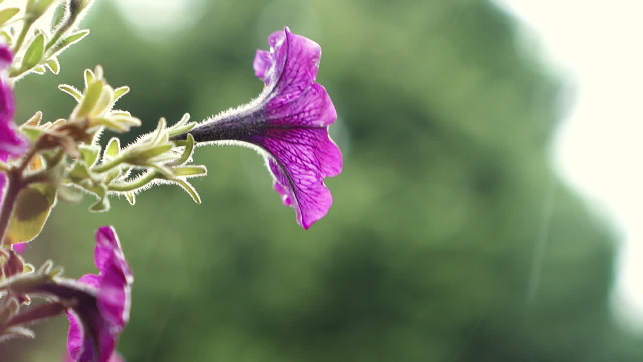 Lilla petuniaer blomstrer i regnet, nærbilde i super sakte film