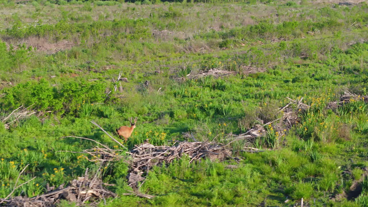 Male Blastocerus dichotomus, marsh deer buck, leaps and bounds through green field