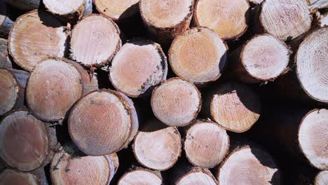 close up of stacked logs in a heap, zooming in, bright real-time shot, texture background