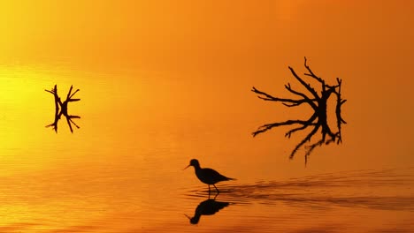 silhouette pied stilt bird strutting across water reflecting vivid orange sunset