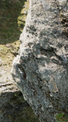 close-up of a moss-covered rock