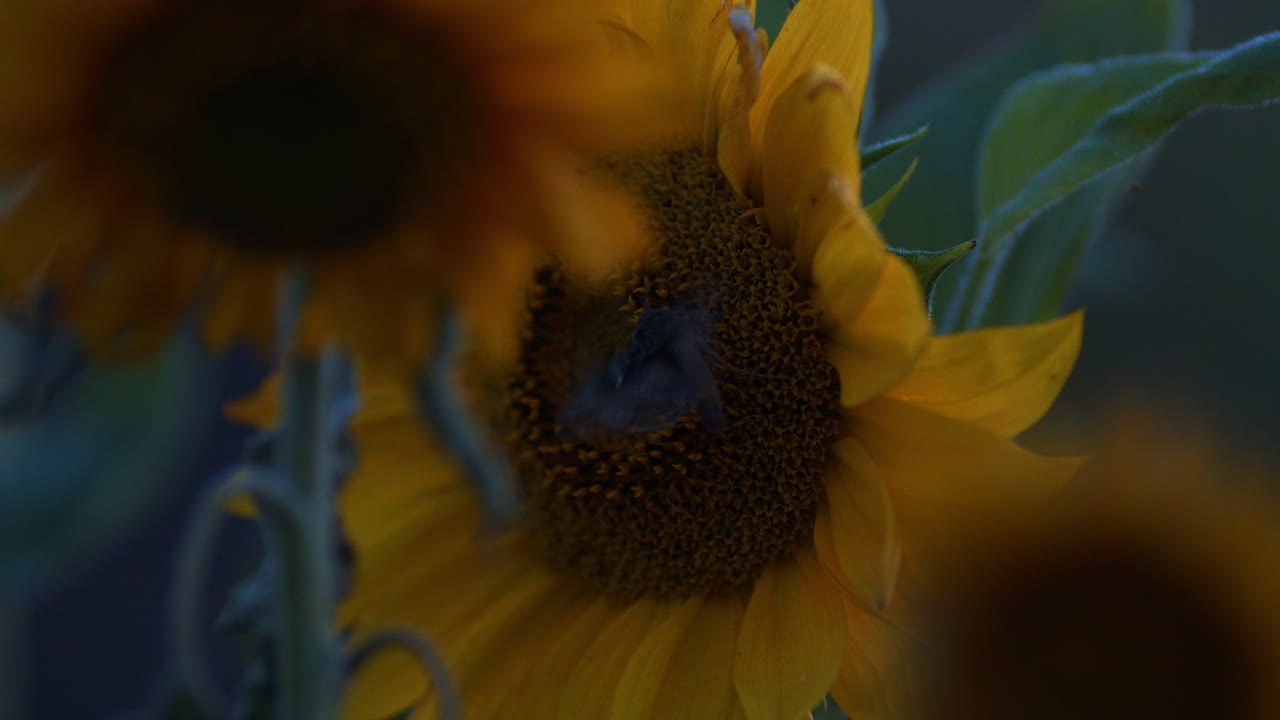 gran polilla heterocera en flor de girasol en la luz del atardecer