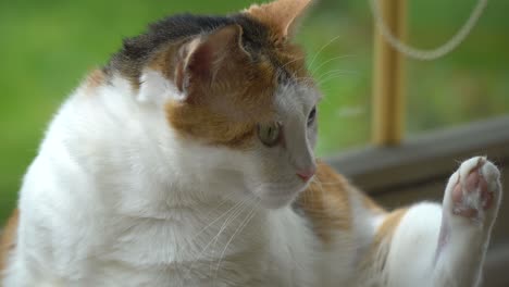el gato gordo multicolor