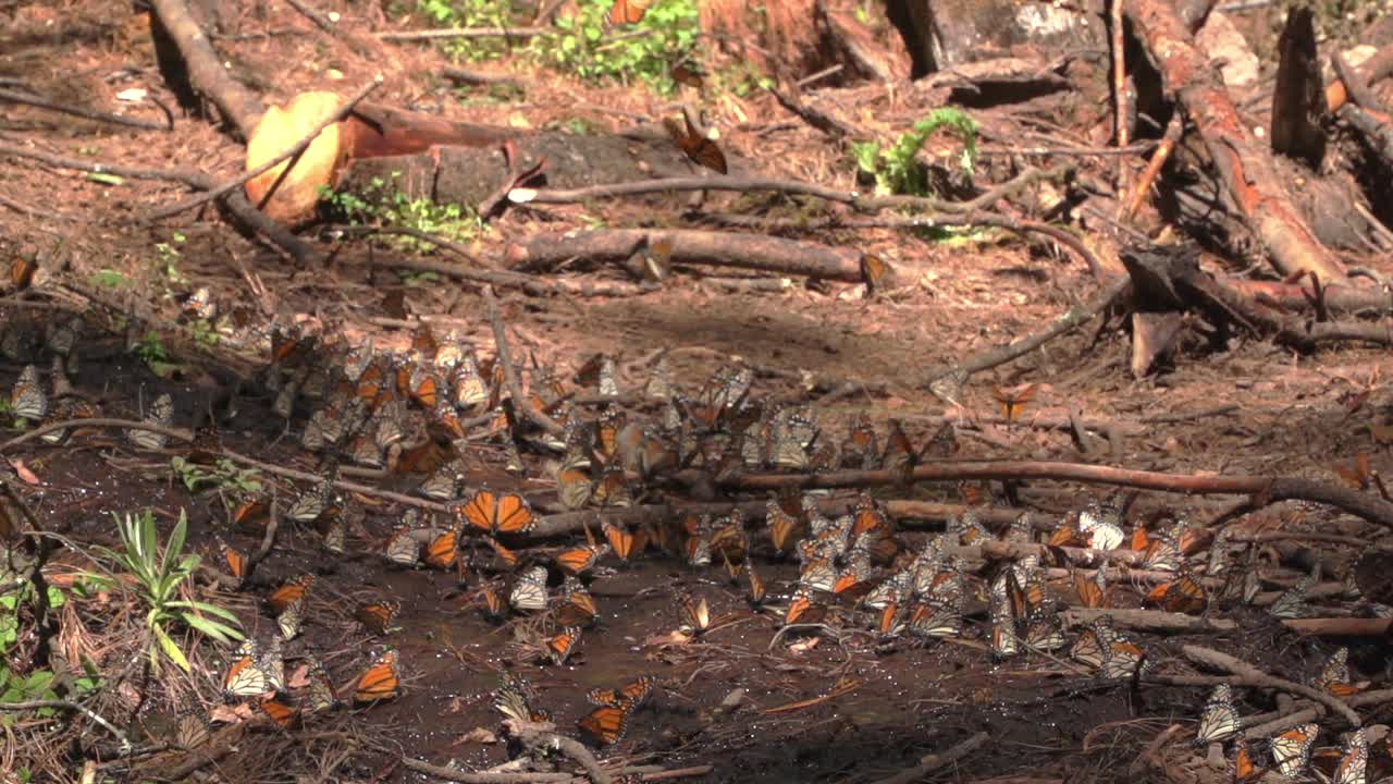un gran enjambre de mariposas monarca sentadas en un parche húmedo de tierra en el bosque, con múltiples volando justo por encima