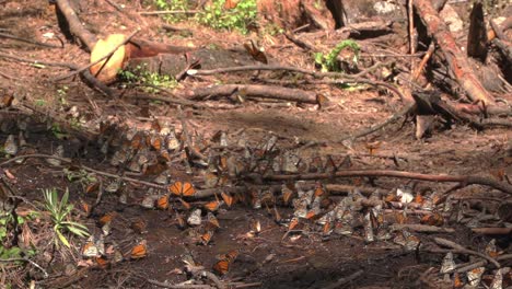 a large swarm of monarch butterflies sitting in a moist patch of dirt in the forest, with multiple flying just above