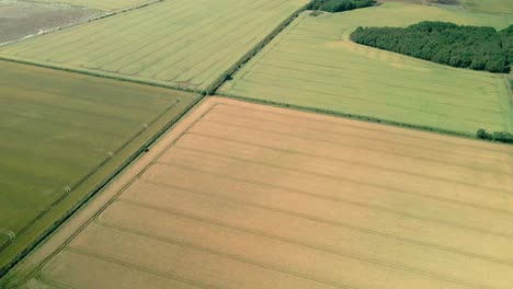 Vista-Aérea-De-Campos-De-Cultivo-De-Trigo-Amarillo-Y-Verde-En-Tierras-Agrícolas