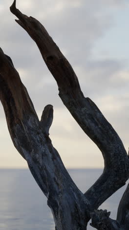 weathered driftwood branches against a cloudy sky and ocean