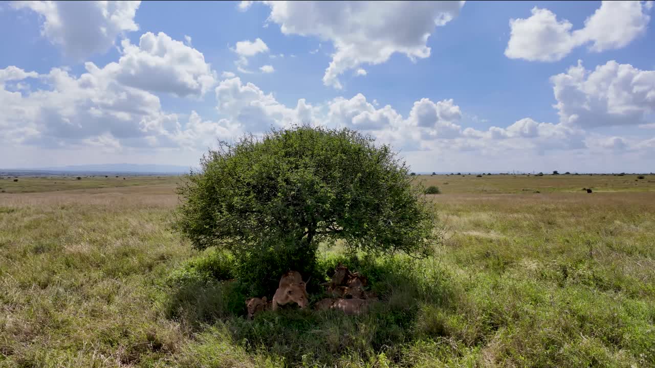 Groupe de lions se reposant à l'ombre d'un arbre dans la savane