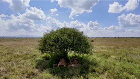 Group of Lions Resting in the Shadow of a Tree in the Savannah