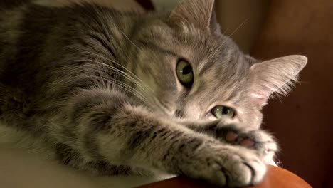 retrato de un gato doméstico de rayas grises con ojos verdes