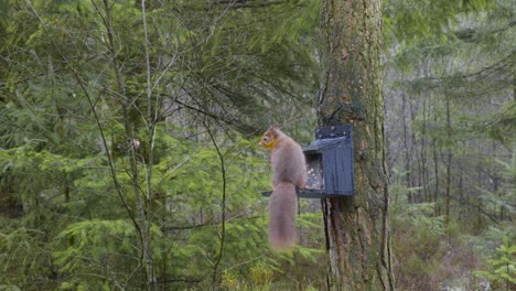 footage of a wild eurasian red squirrel collecting food from a bird feeder on a scots pine tree at centre parks in whinfell forest, peeling and eating nuts with its back turned