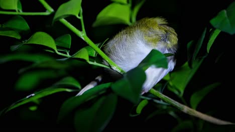 roosting in the night with its head in tucked in its wing then the head springs out to check around, common tailorbird orthotomus sutorius, thailand