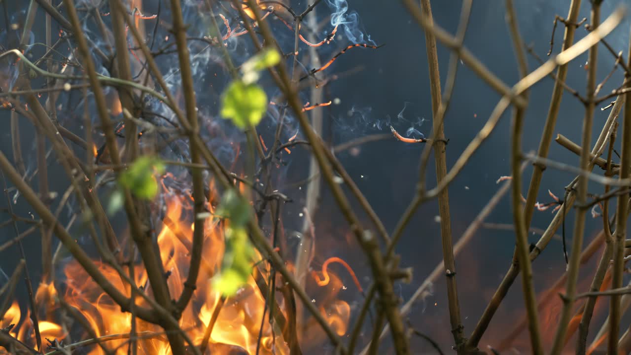 숲의 화재: 덤불과 나무의 가지가 불타고 연기를 피우고, 화재 또는 자연으로 인한 산불, 슈퍼 슬로 모션 카메라 1000fps로 촬영.