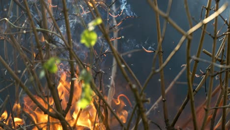 incendio forestal en primer plano. las ramas de arbustos y árboles están ardiendo y fumando. incendios forestales causados por incendios provocados o por la naturaleza. filmado con cámara super lenta 1000 fps.