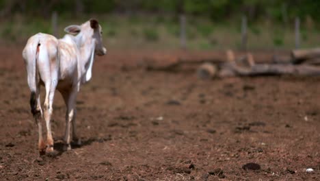 Lost-and-lonely-scared-thin-calf-of-a-cow-in-dry-field-of-farm