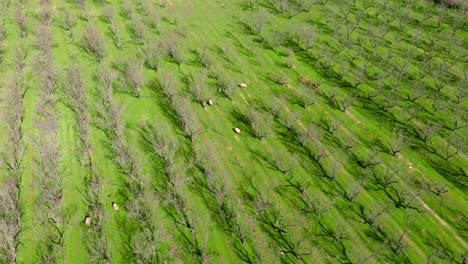 órbita-Aérea-De-Un-Jardín-Con-árboles-Sin-Hojas-Y-Ovejas-Pastando-Alrededor