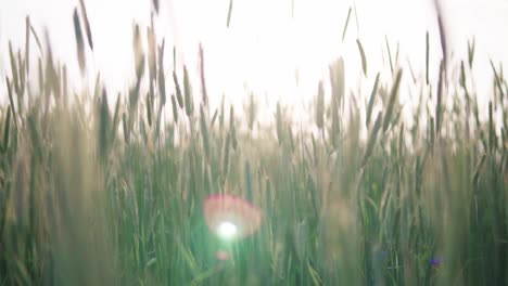 View-of-a-cereal-field-during-sunset