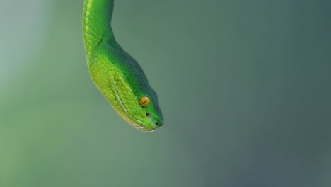 La-Víbora-De-Labios-Blancos-Es-Una-Víbora-Venenosa-Endémica-Del-Sudeste-Asiático-Y-A-Menudo-Se-Encuentra-Durante-La-Noche-Esperando-En-Una-Rama-O-Rama-De-Un-árbol-Cerca-De-Un-Cuerpo-De-Agua-Con-Muchos-Alimentos