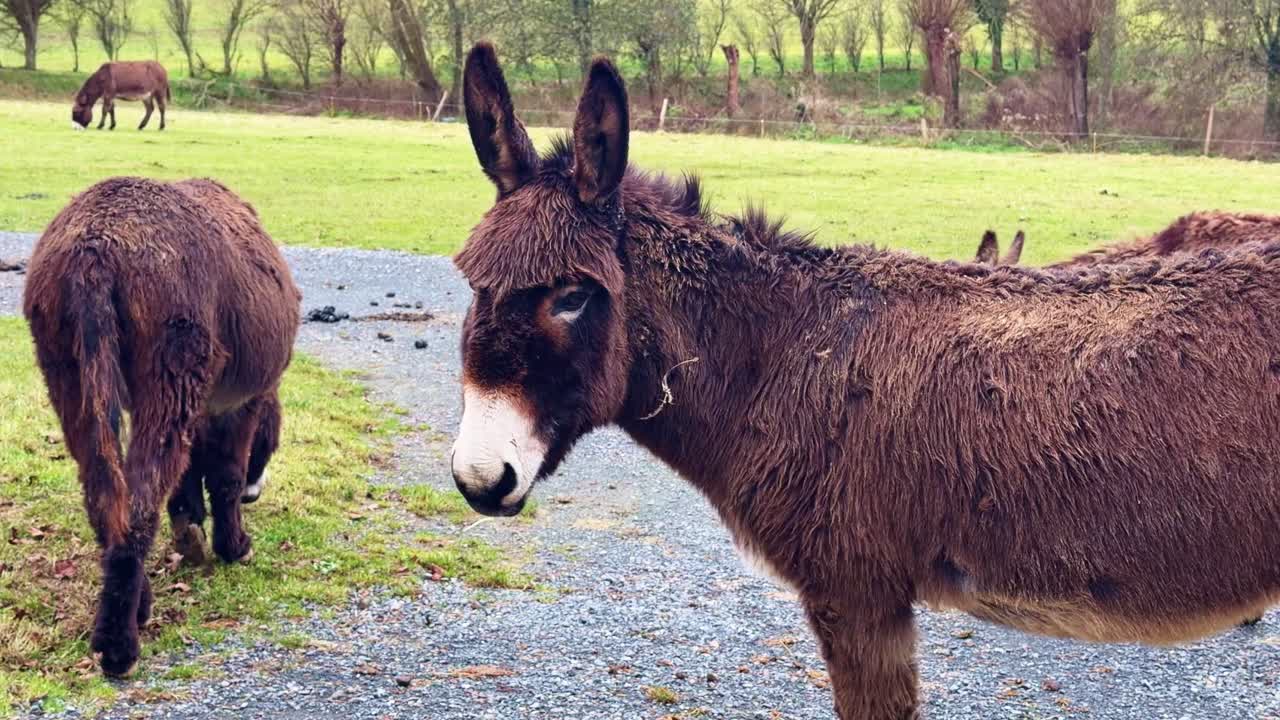 Static close up view of donkey Equus asinus standing on a gravel path while other donkeys graze in a rural pasture, calm behavior, and a natural farm environment in soft daylight