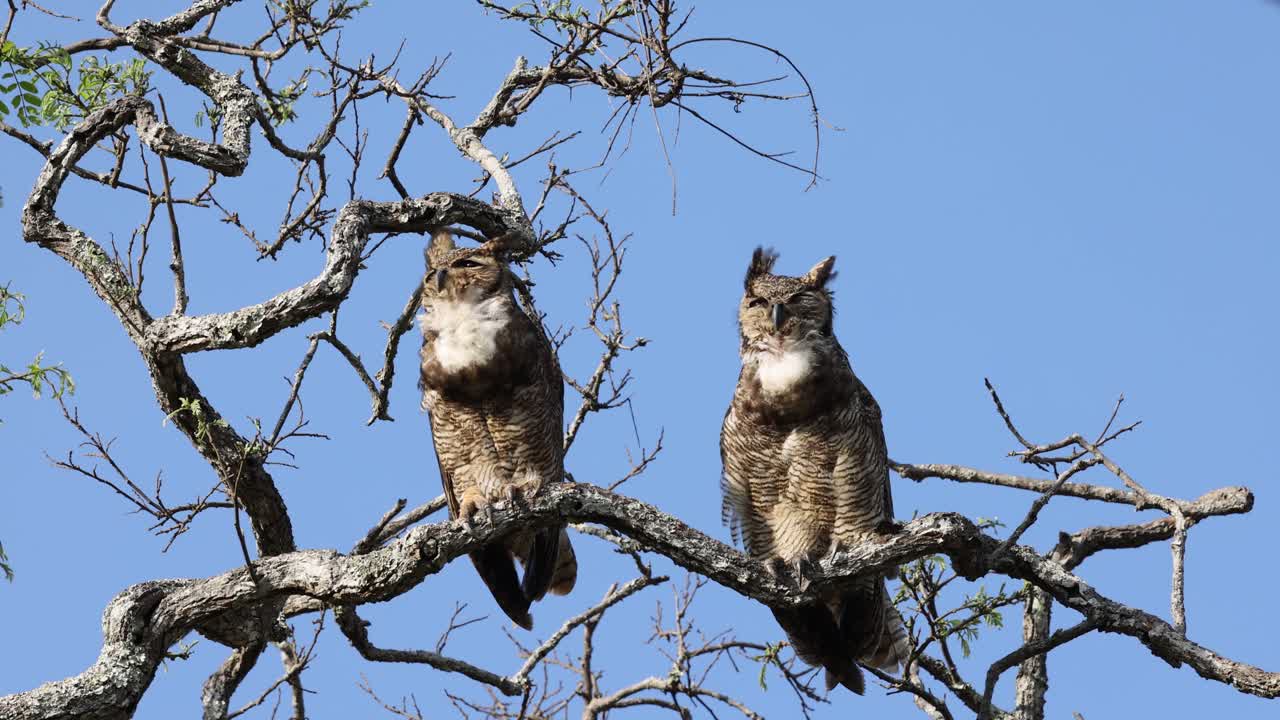gran búho sudamericano jacurutu en serra da