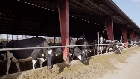 modern farm cowshed with dairy cows eating hay, dairy farm