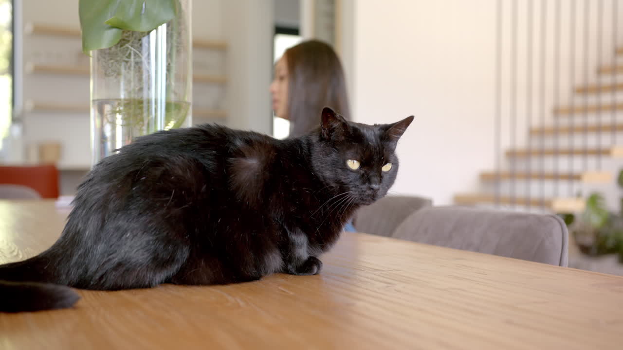 Black cat sitting on wooden table in modern home with asian woman in background