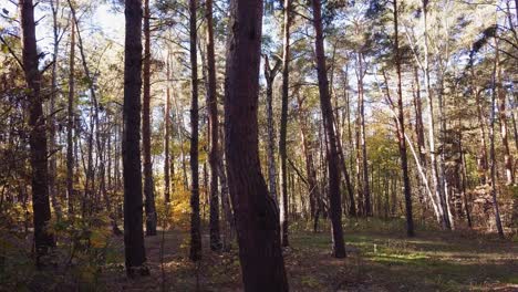 Eine-Drohne-Langsam-Durch-Den-Wald-Fliegen