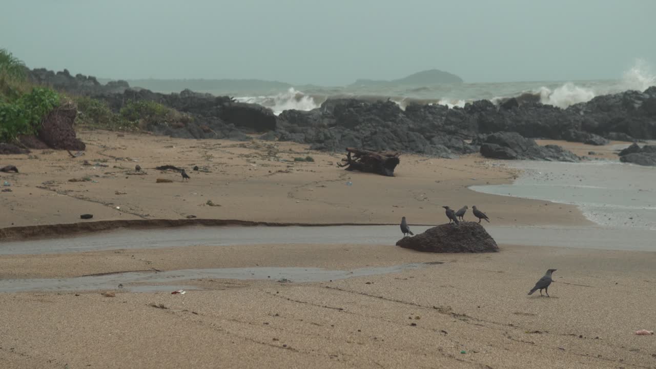 새들이 먹고 백그라운드에서 돌에 부딪히는 파도가 있는 낮 시간의 해변