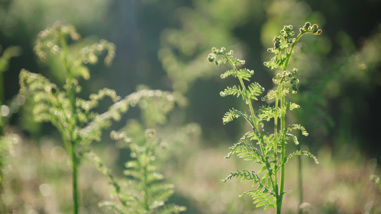 Giovani foglie di felce illuminate dal sole - Vegetazione verde, primo piano, messa a fuoco morbida