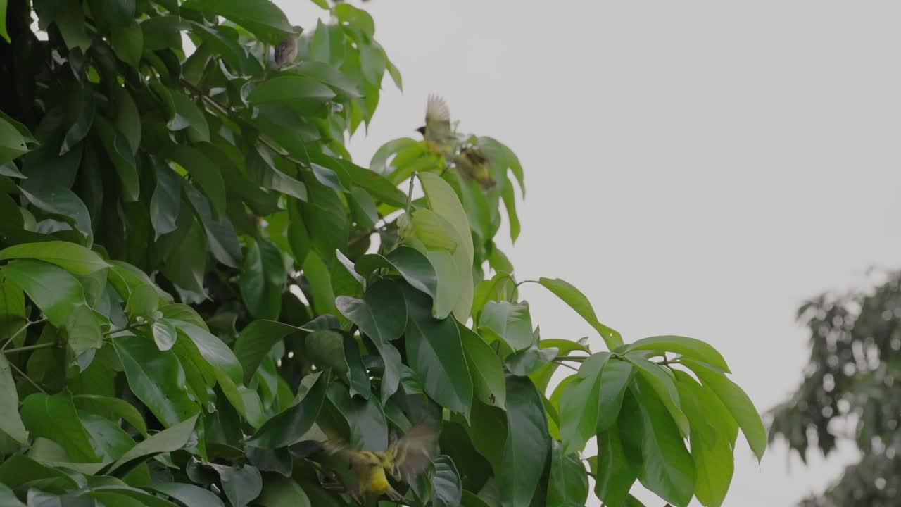 ploceus cucullatus volando desde un árbol en la selva africana