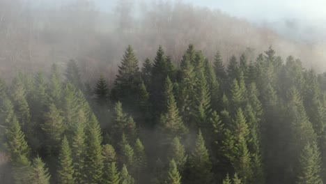 aerial view of fog above conifer trees and forest on sunny hazy autumn morning