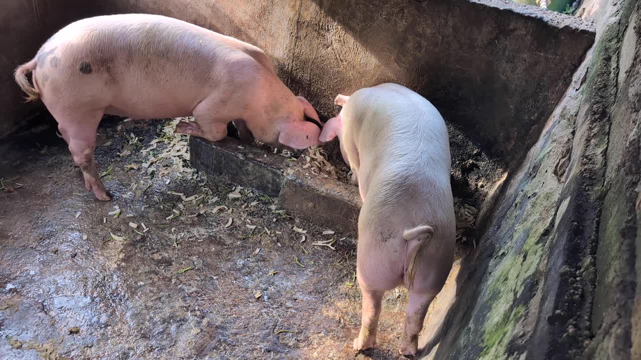 Two pink Balinese pigs feeding from food trough on farm in Bali Indonesia