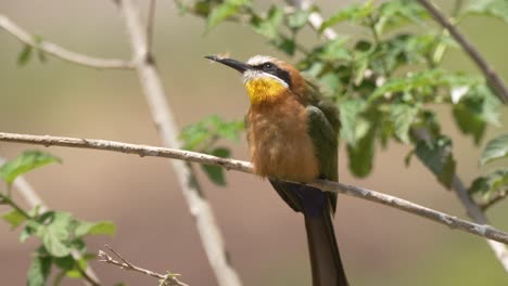 a little bee eater sits perched upon a limb