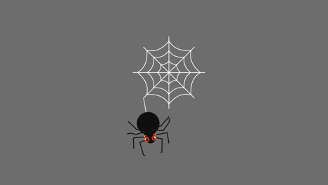 spider-and-spider-web-loop-motion-graphics-video-transparent-background-with-alpha-channel