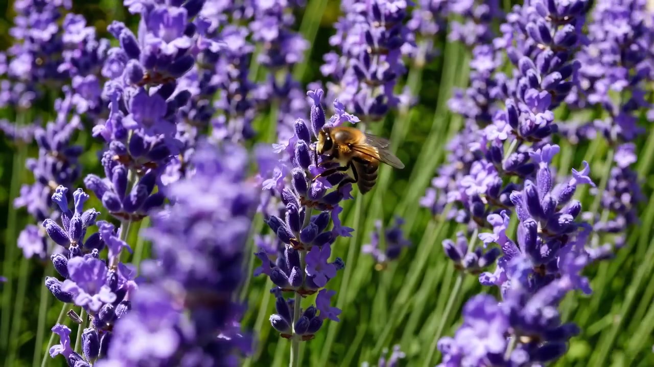 Ape mellifera che impollina vibranti fiori di lavanda viola in un giardino soleggiato